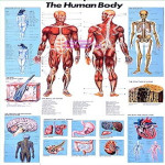 The Human Body Chart